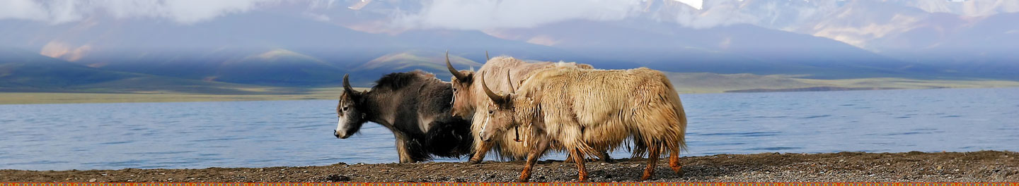 中文字幕丰满孑伦无码专区