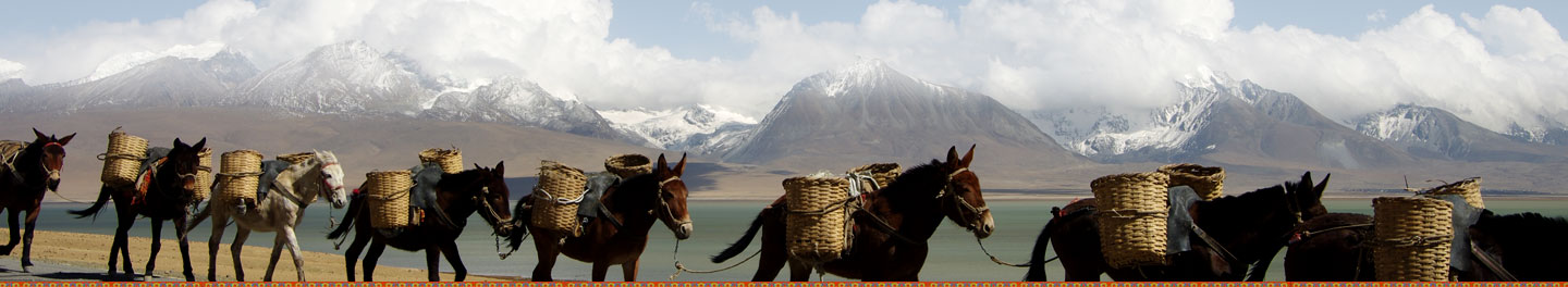 中文字幕丰满孑伦无码专区